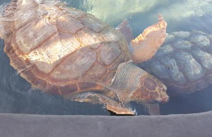 Playa Paraiso-Apartment 4 you - Foto 51