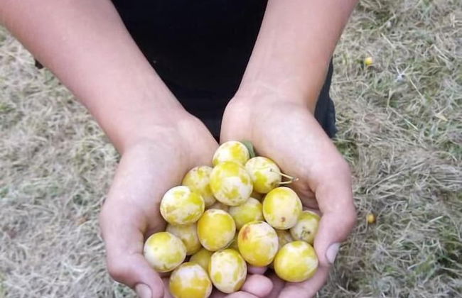 Gite Slow life house - Foto 17