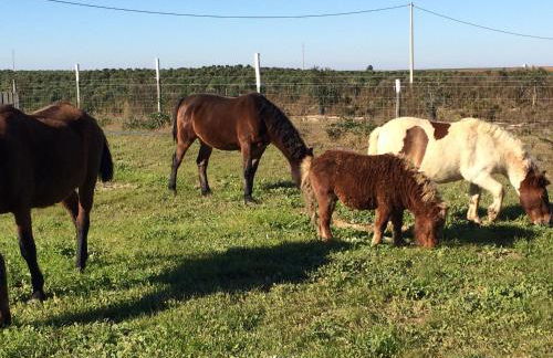 Monte das Palmeiras - Foto 30