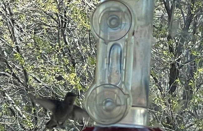 Hummingbird Mountain Cottage - Photo 48