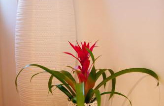 Split Summer Lounge Apartments - Photo 62