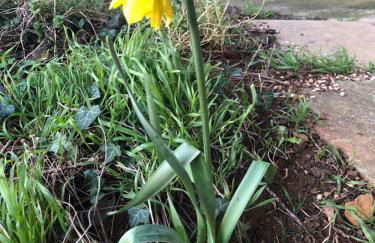 Cherry Tree Gypsy Wagon Sibford Gower - Foto 8