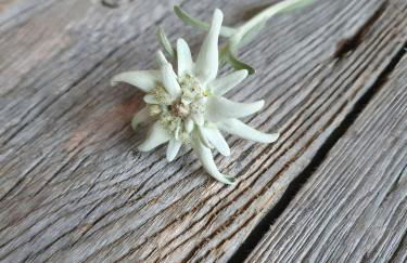 Beim Senner - Photo 6