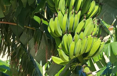 Helen of Troy House - Foto 77