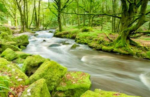 Romantic log-burner Cornish Cottage private garden dogs welcome - Photo 39