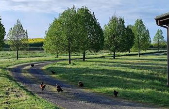 Domaine équestre de la Chênaie - Foto 47