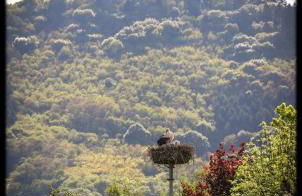 Gite Edelweiss à Eguisheim - Foto 71