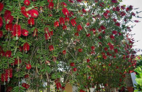 Mirsini Apartments - Foto 39