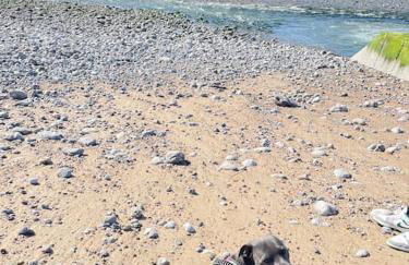 Gîte Les Eaux du Moulin piscine chauffée et jacuzzi - Foto 61