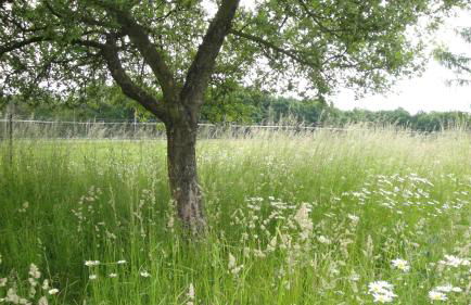 Ferienhof Olbasee - Foto 38