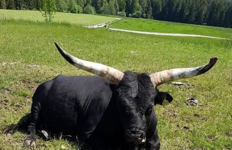 Ferienwohnung im Gartenparadies - Foto 22