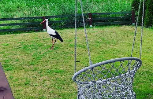 Zagroda Mazury -,,Domki nad Rozlewiskiem" - Foto 24