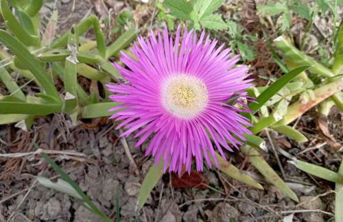 Rustic hillside stone-Rustico in pietra - Foto 17