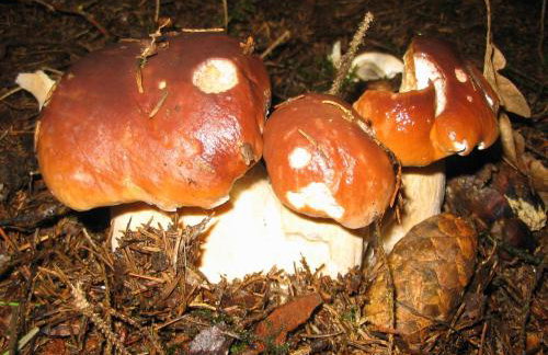 Ferienhaus Villa Korn - Foto 28