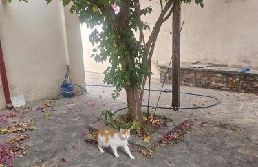 Iselia House - Photo 35