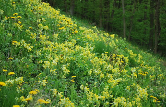 Watermill Stay With Garden - Foto 22