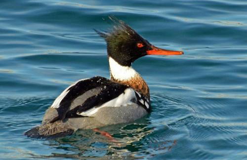 Luxury holiday cottage by the harbour in St Mawes - Foto 63