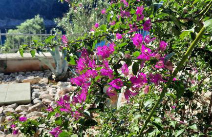 Vila Hera Korčula, Special one, pool, right on the sea,parking, 8 people - Photo 43