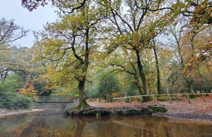 The Cedarwoods - luxury for up to 5 and your woof! - Photo 50