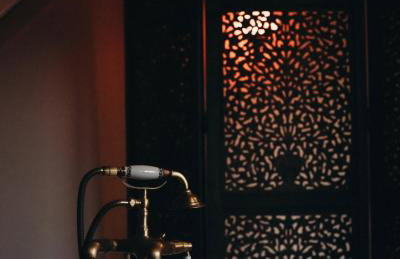 Mech i brzoza - Foto 14