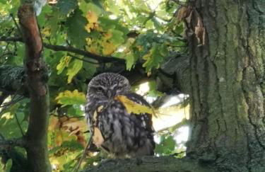 Oakwrights - Foto 19