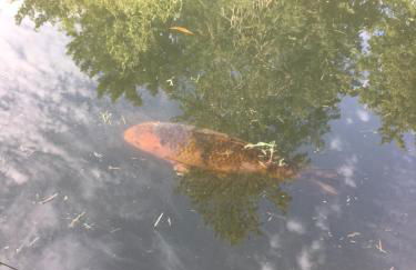 Moulin De Coupigny - Foto 25