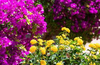 Paz y Mar, Santa Ponsa - Foto 38