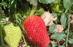 Refúgio dos Sapinhos - Photo 34