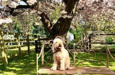 Poplar farm annexe - Foto 23