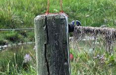 Grommy`s 2 Eckwarden - Foto 12