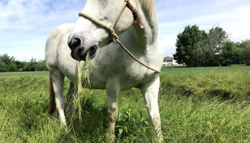 Casetta di campagna - Photo 5