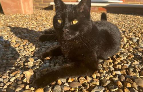 Boutique style self contained annexe with garden - Photo 17