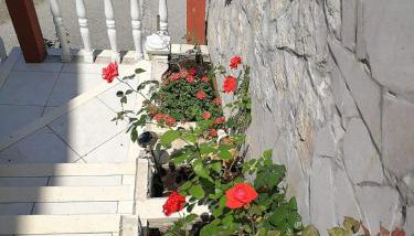 Apartments Ustavdic - Photo 5, Garden