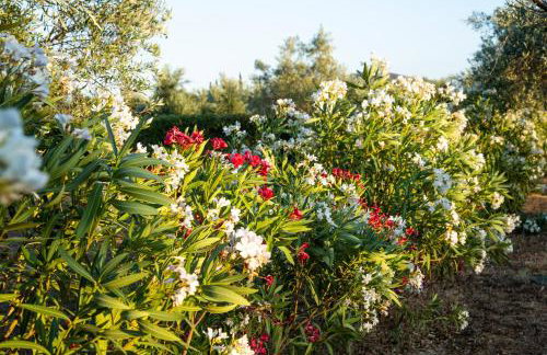 Agroktima Elia - Foto 63