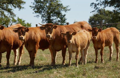 Grandono Agriturismo in Maremma - Foto 15