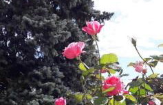 Crisoline - Foto 26