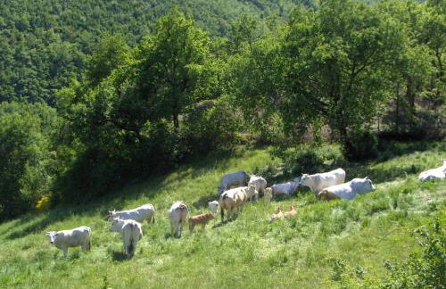 appartamento Colticciola Agriturismo Marche - Foto 24