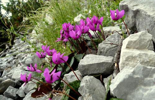 Baita Valon - Alpine Hideaway - Foto 31