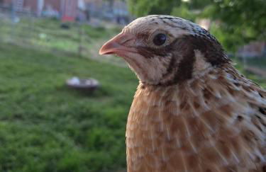 Tiny Bauernhof Plau - Foto 24