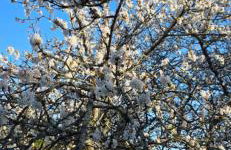 Cherry Orchard Retreat - Photo 2