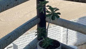 Casa Free Wind Jeri - Foto 5