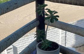 Casa Free Wind Jeri - Foto 5