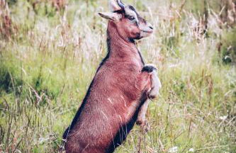 Eco-Domaine La Fontaine - RESIDENCE-SPA - 300 m Plage de la Fontaine aux Bretons - Foto 75