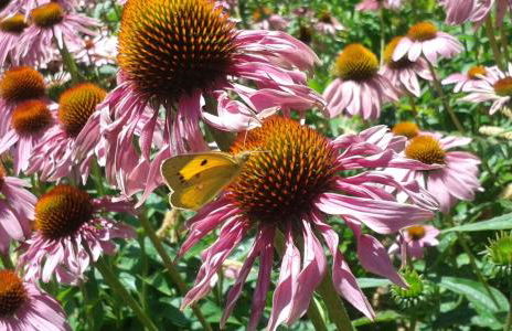 Casa do Arco - Casa de Campo - Photo 54