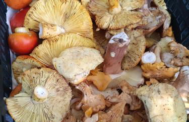 Eleni Country Cottage 2 - Foto 5