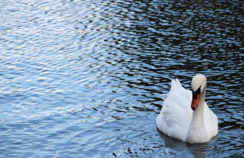 Reflections At The Lake - Foto 29