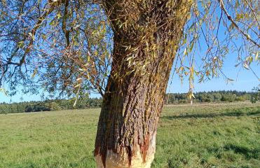 Fischstübchen Neeberg Apt 1 – Wald und Wiese - Foto 44