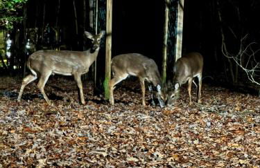 Boujee Bear Lodge - A Peaceful Cabin in the Woods - Photo 32