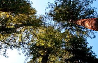 Secluded and Modern Cottage with a Fire Pit in Cazadero, California - Foto 6