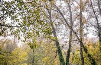 Villa La Jonche - Foto 40